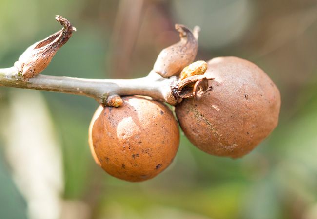 oak Apple